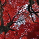 Illustration for article titled Shooting Challenge Fall Leaves Gallery 10